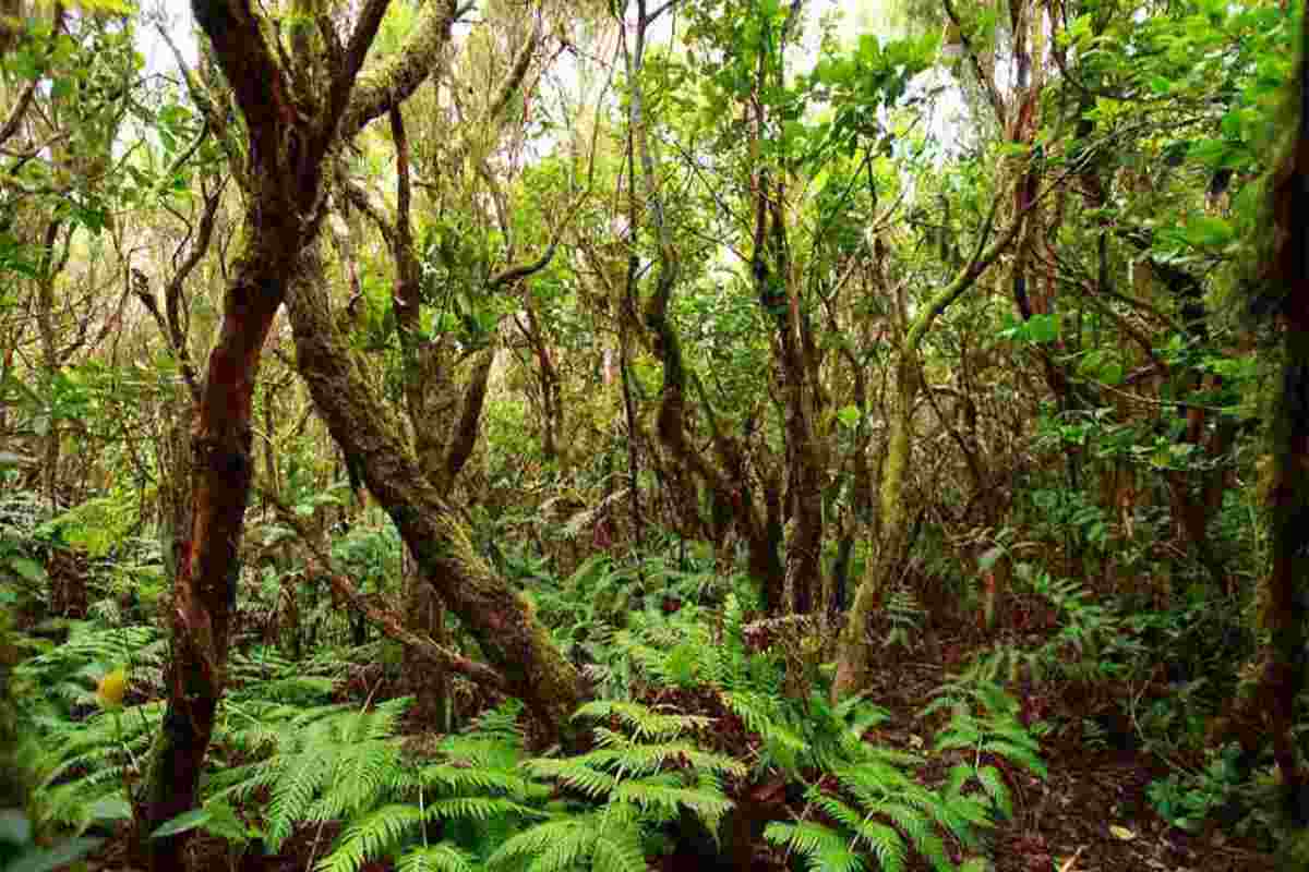 Individuare il gufo nascosto tra le fronde e gli alberi