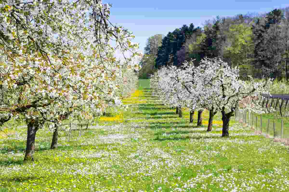 Previsioni del meteo primavera 2023