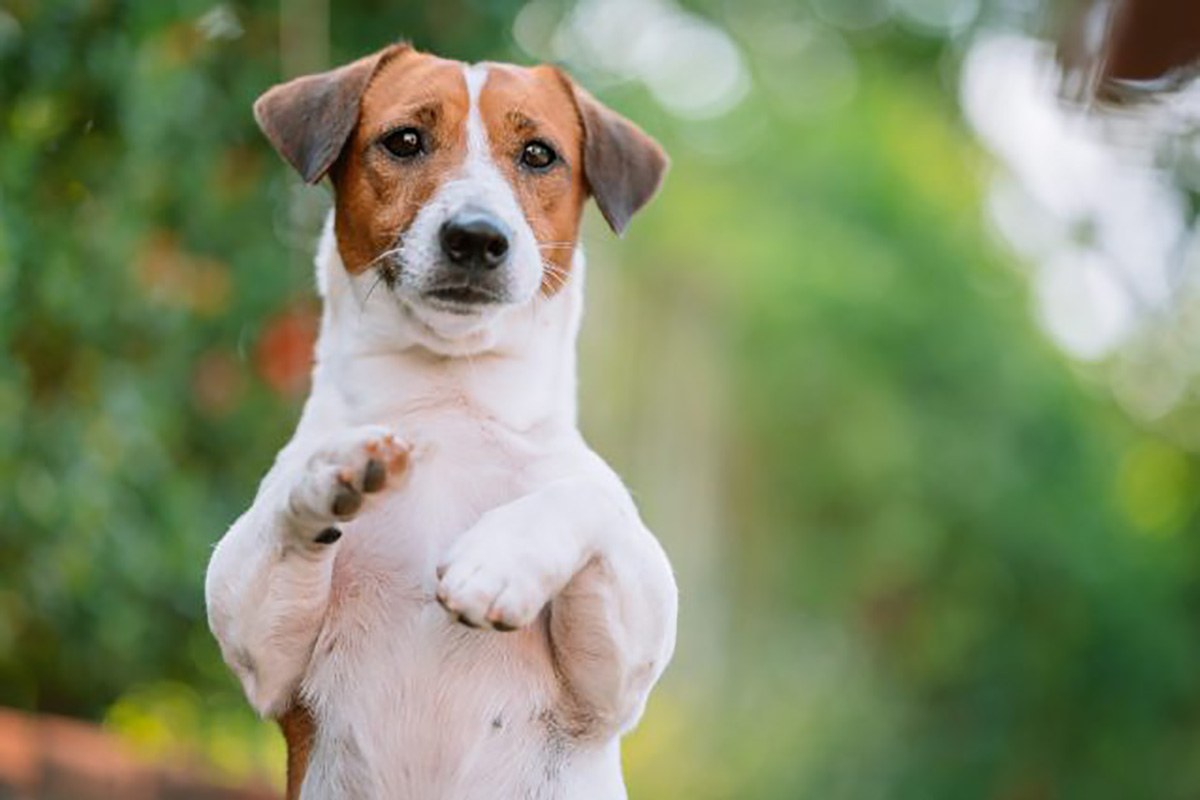 Video virale: cane precipita nel vuoto