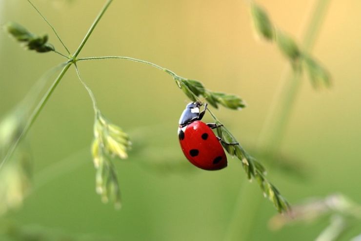 I portafortuna funzionano se ci si crede