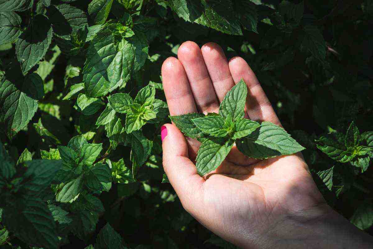 i benefici della menta