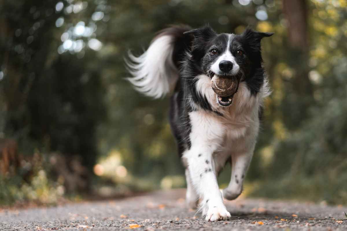 il suo cane la salva