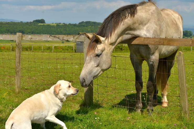 Test cane o cavallo